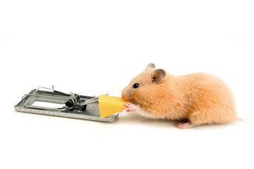 free cheese is only in a mousetrap