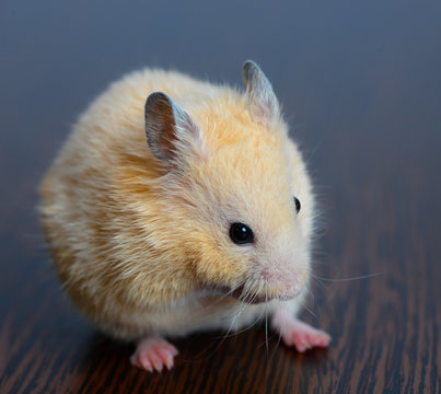 little hamster straw colored