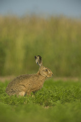 Lepus europaeus - European brown hare
