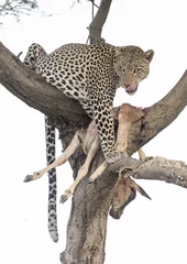 Fotobehang leopard with a kill. © 169169