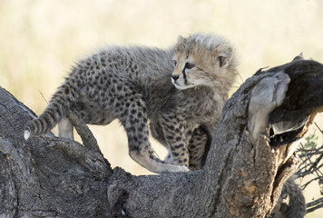 Africa, Tanzania Serengeti National Park, young  cheetah cub.