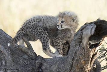 Obraz premium Africa, Tanzania Serengeti National Park, young cheetah cub.