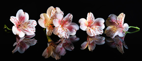 Alstroemeria. Beautiful flowers with reflection