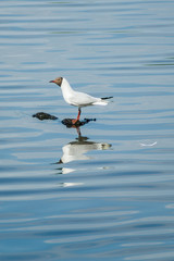 Seagulls reflection