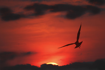 Silhouette of Ring-billed Gull in Flight at sunset - Ontario, Ca