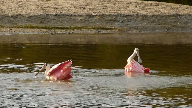 Roseate Spoonbills (Platea ajaja) bathing