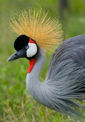Portrait of a crowned crane. Africa. Tanzania.