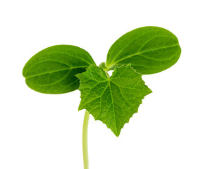 cucumber seedling isolated on white background