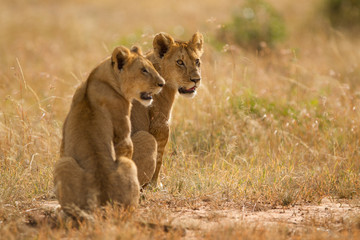 Fototapeta na wymiar Baby lion