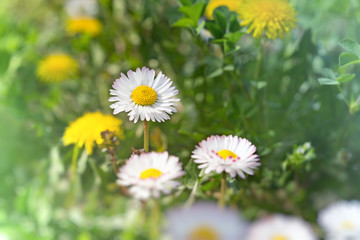 Daisy flowers in grass (spring daisy)
