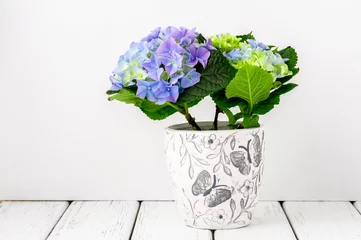 Photo sur Aluminium Hortensia Blue hydrangea flowers