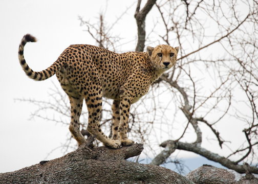 Cheetah on the tree. Tanzania. Serengeti.