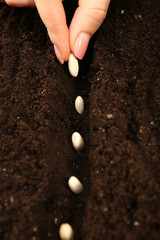 Female hand planting white bean seeds in soil, closeup