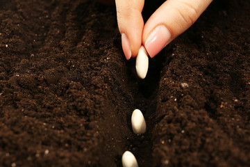 Female hand planting white bean seeds in soil, closeup