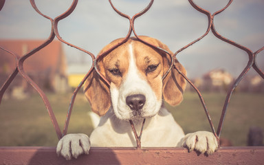 Sad Beagle dog looking through gate