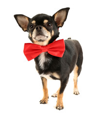 Obraz premium Cute chihuahua puppy in red bow tie isolated on white