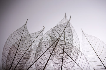 Skeleton leaves on grey background, close up