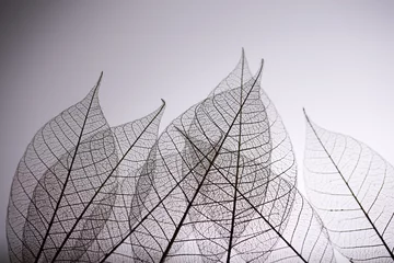 Foto op Plexiglas Bladnerven Skelet bladeren op grijze achtergrond, close-up