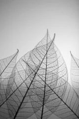 Fotobehang Bladnerven Skelet bladeren op grijze achtergrond, close-up
