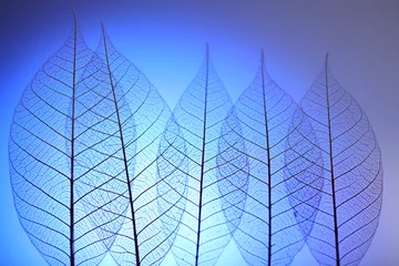 Foto op Plexiglas Bladnerven Skelet bladeren op blauwe achtergrond, close-up