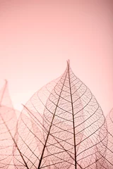 Crédence de cuisine en verre imprimé Feuille de veine décorative Feuilles de squelette sur fond rose, gros plan