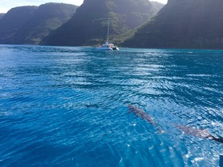 Spinner dolphins near the Napali Coast, Kauai