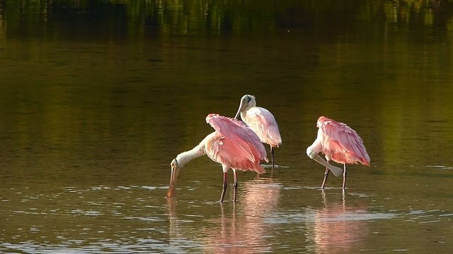 Roseate Spoonbills (Platea ajaja) preening feathers