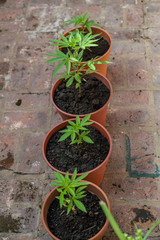 Home Farming. Marihuana Plants. Recreational Drug.