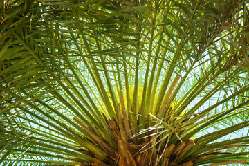Obraz na płótnie Canvas Green palm leaves against blue sky
