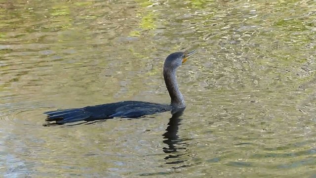 Double-crested cormorant (Phalacrocorax auritus) swimming