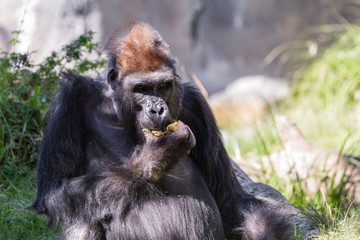 Gorilla - (Gorilla gorilla)