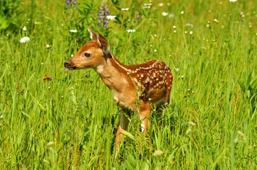 Baby Fawn White Tailed Deer in a field of wildflowers.