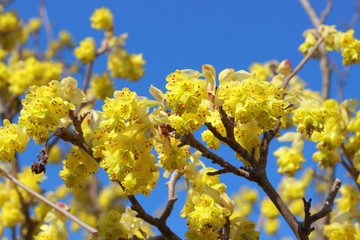 ヒュウガミズキ