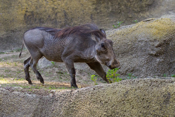 warthog - phacochoerus africanus