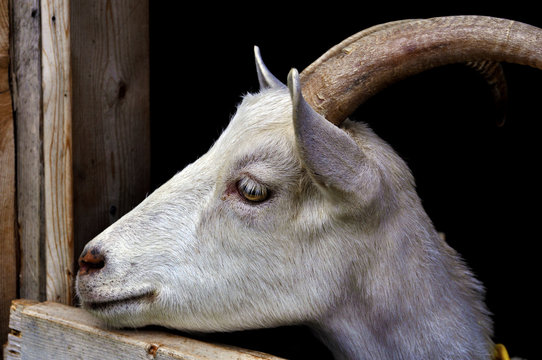 White Goat