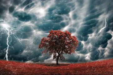 Photo sur Plexiglas Orage Paysage d& 39 arbres orageux
