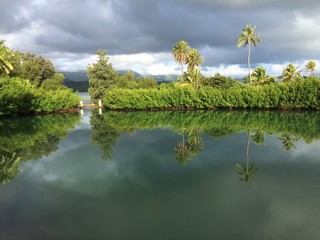 Fototapeta na wymiar Reflection of coconut trees in Hawaiian fish pond