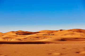 Fototapeta na wymiar Camel caravan in Sahara desert