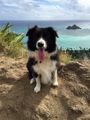 Bordercollie dog on Lanikai Pillboxes trail in Oahu, Hawaii