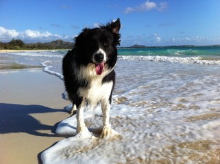Bordercollie at Kailua Beach, Oahu