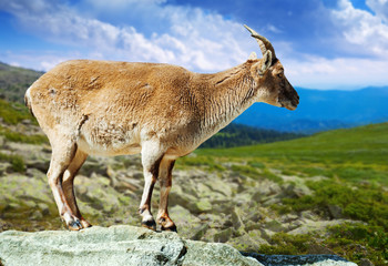 Obraz premium barbary sheep in wildness area