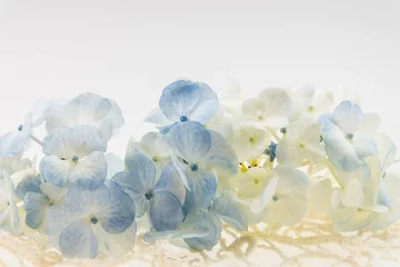 Crédence de cuisine en verre imprimé Hortensia hortensia bleu/blanc sur dentelle ivoire
