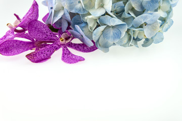 blue hydrangea and pink orchid isolated on white