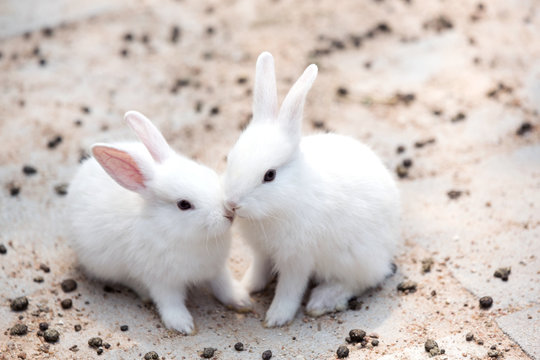 Funny baby white rabbit