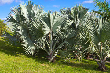 palmiers lataniers