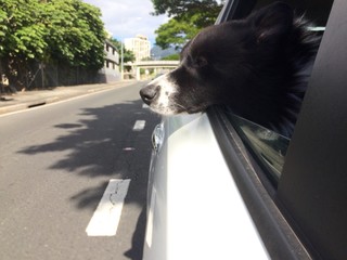 Border collie dog with his head out of the car window