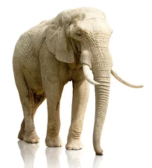 Gartenposter Rückansicht des Elefanten auf weißem Hintergrund © xavier gallego morel