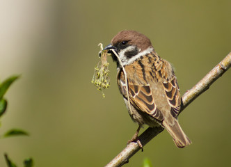 Eurasian tree sparrow with sprig
