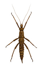 brown stick insect with long feelers