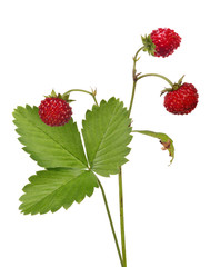 three dark red wild strawberries and green leaf